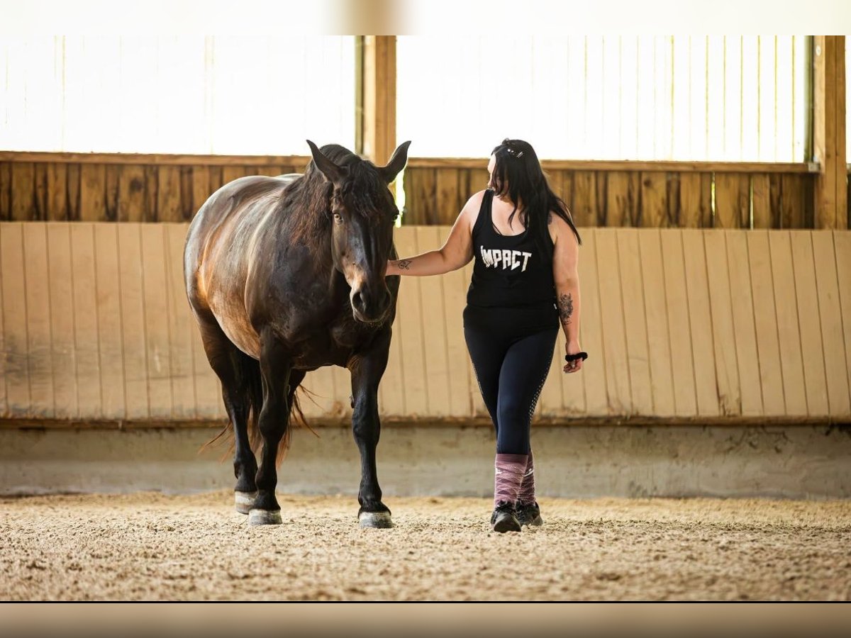 South German Coldblood Mare 13 years 15,3 hh Black in Jettingen-Scheppach
