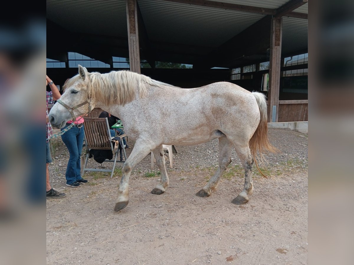 South German Coldblood Mare 14 years 15,1 hh Gray-Red-Tan in BurgebrachBurgebrach