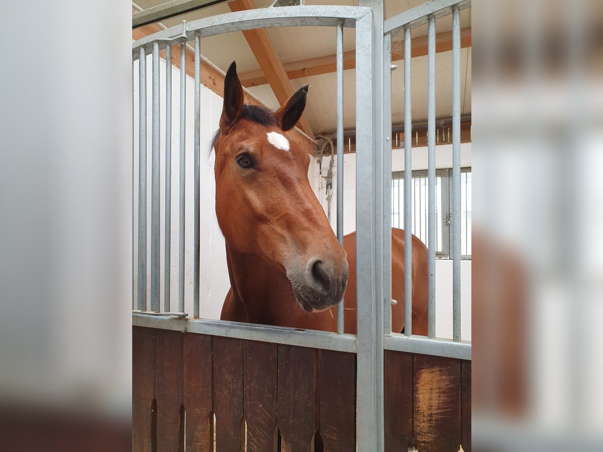 South German Coldblood Mare 18 years 16 hh Brown in Reutlingen