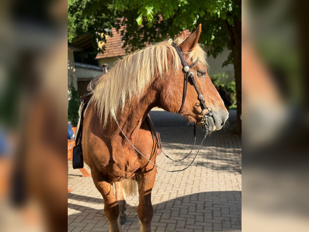 South German Coldblood Mare 24 years 15,2 hh Chestnut-Red in Wei&#xDF;enohe