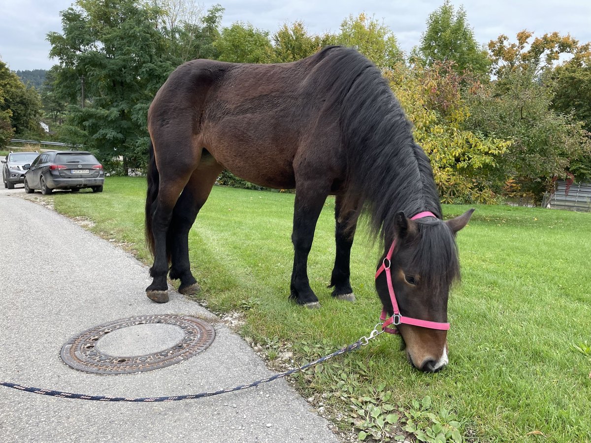South German Coldblood Mare 2 years 16 hh Bay-Dark in Sankt Wolfgang