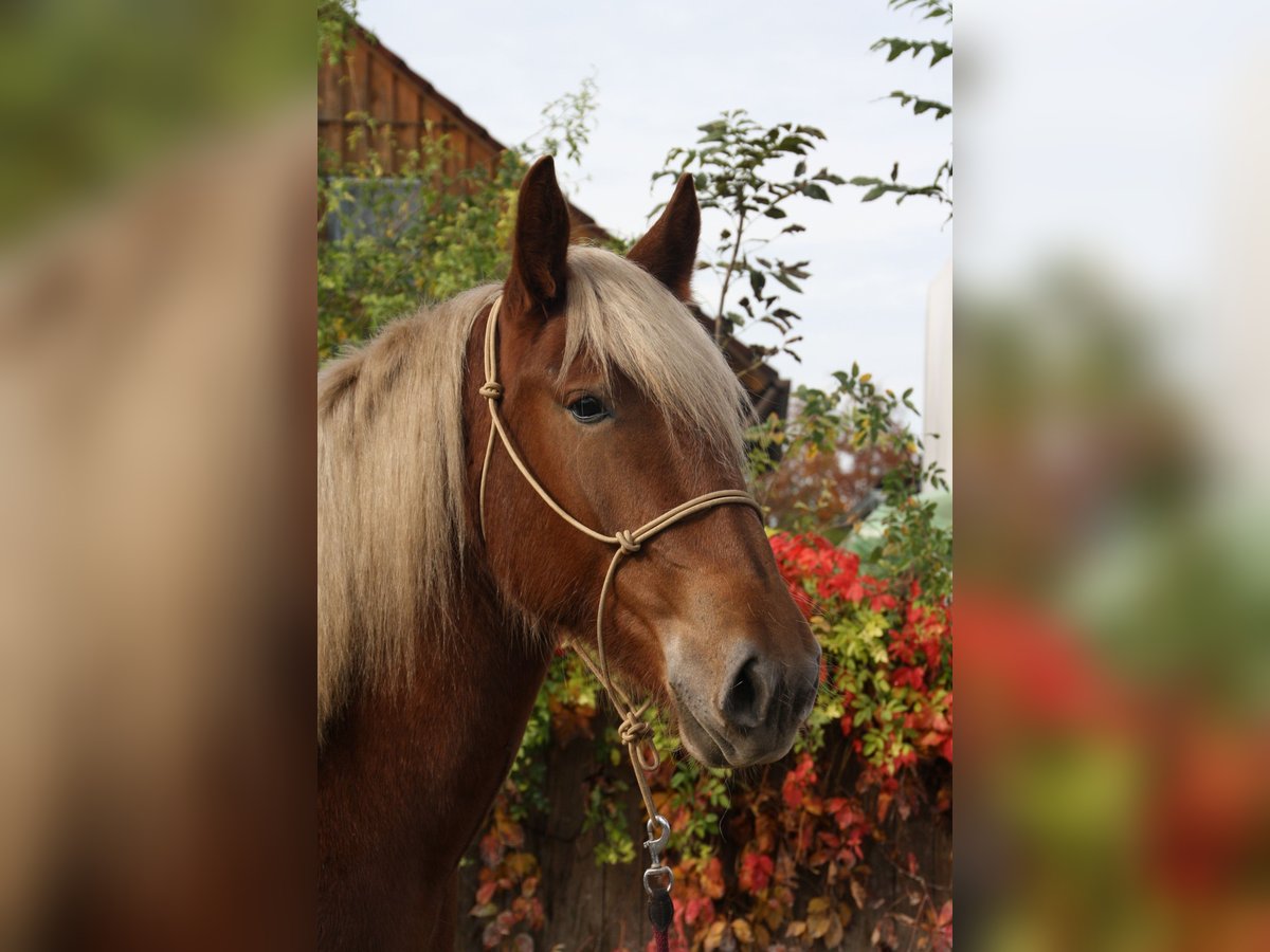 South German Coldblood Mare 2 years 16 hh Chestnut in Wiedergeltingen