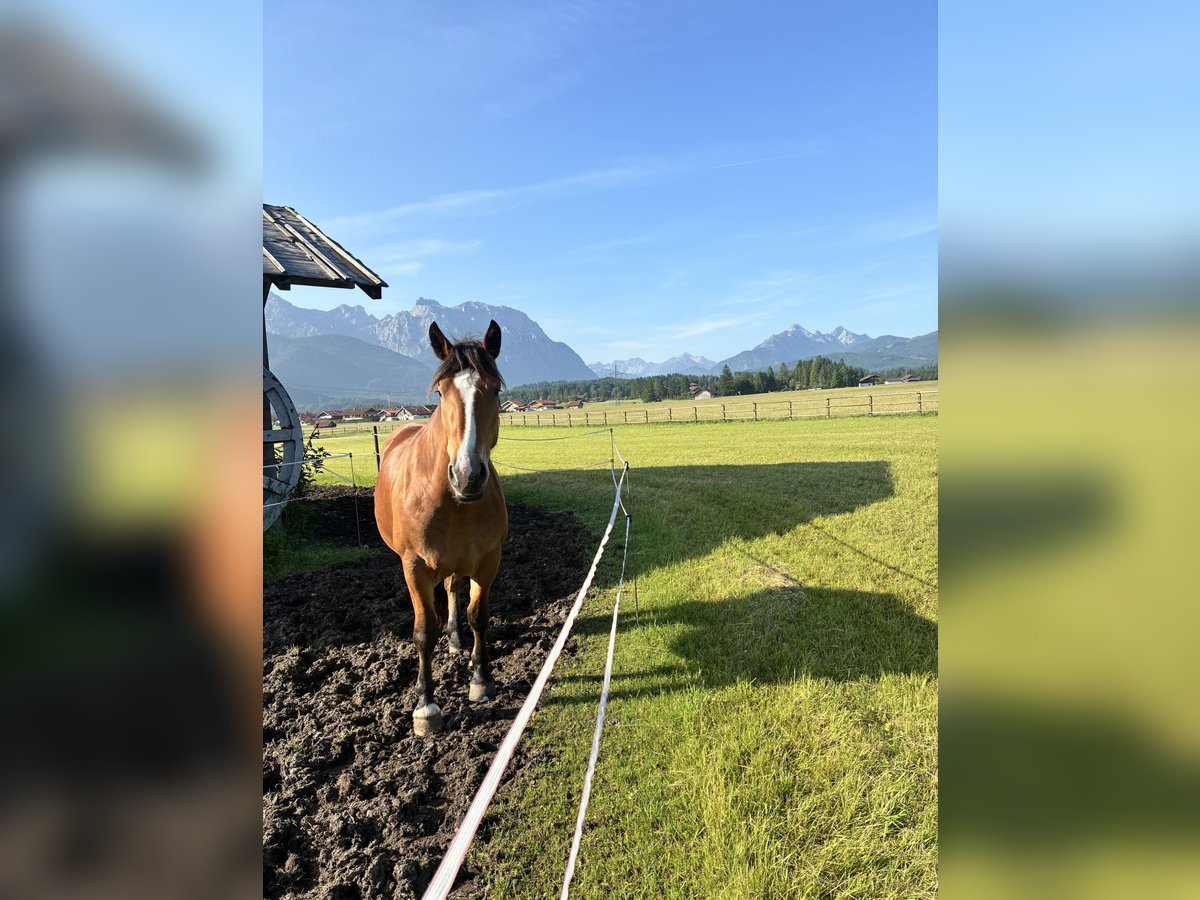 South German Coldblood Mare 3 years 16 hh Brown in Wallgau