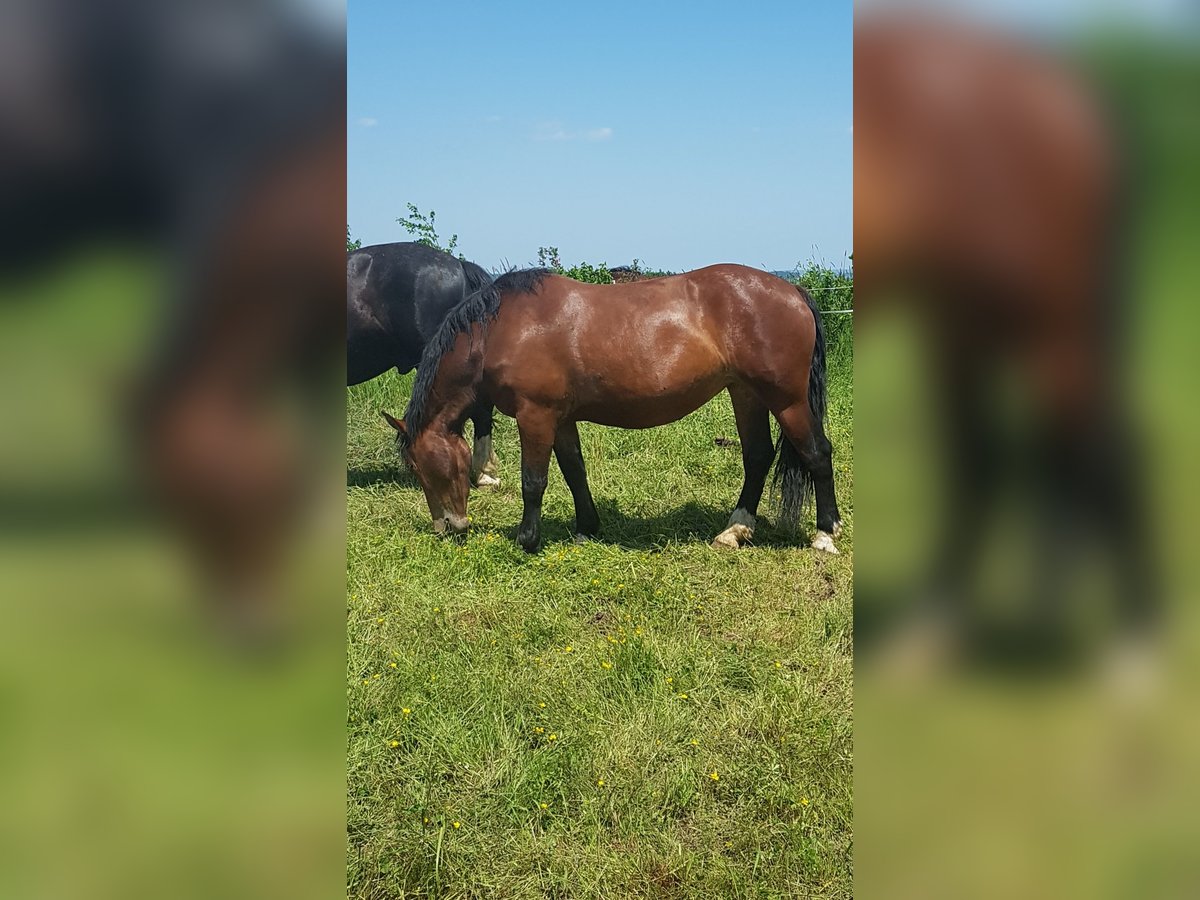 South German Coldblood Mare 4 years 15,1 hh Brown in Dorfen