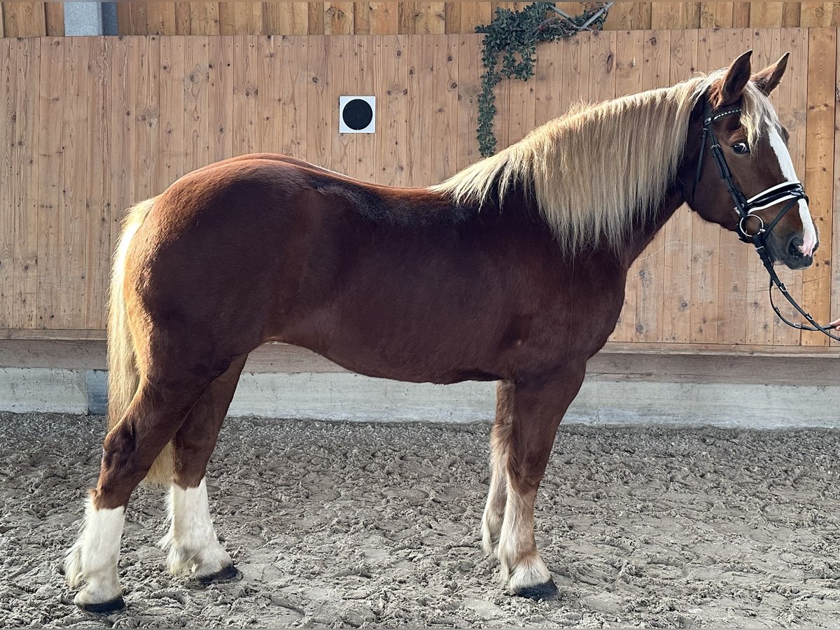 South German Coldblood Mare 4 years 15,2 hh Chestnut-Red in Riedlingen