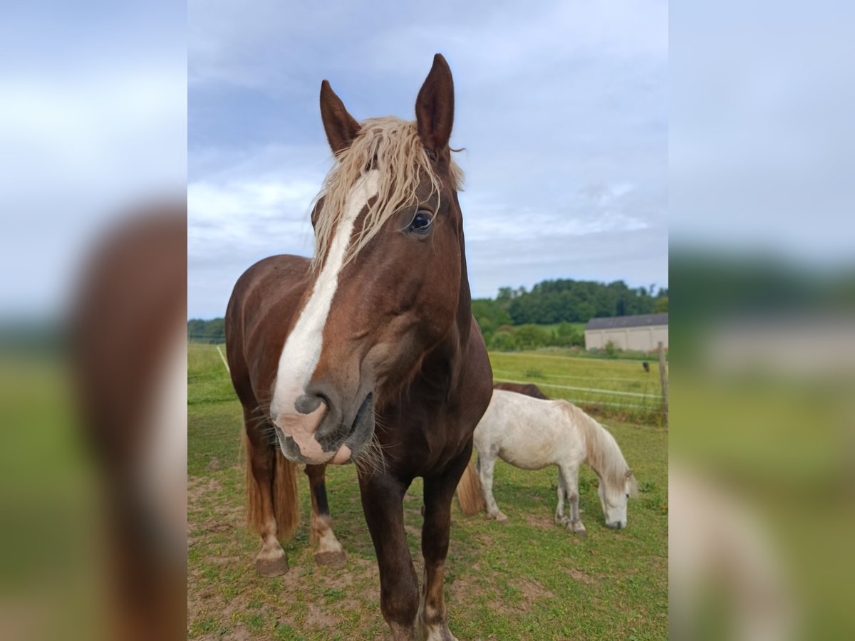 South German Coldblood Mare 4 years 16,2 hh Chestnut in Geiselwind