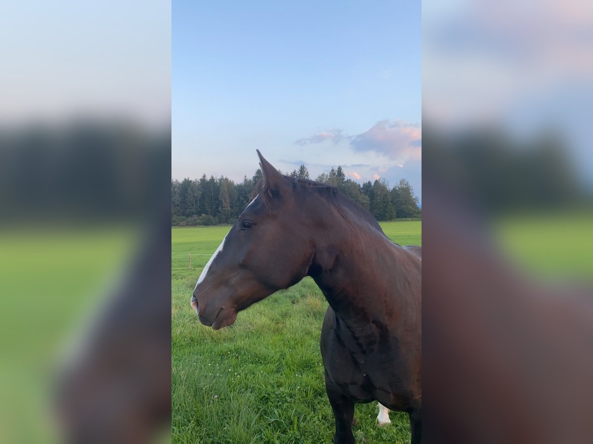 South German Coldblood Mare 6 years 16 hh Black in Oy-Mittelberg