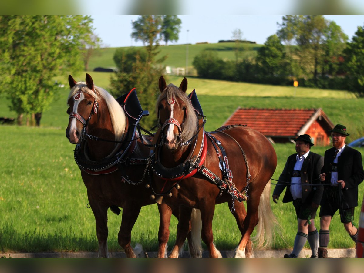 South German Coldblood Mare 6 years 16,1 hh Chestnut-Red in Habach