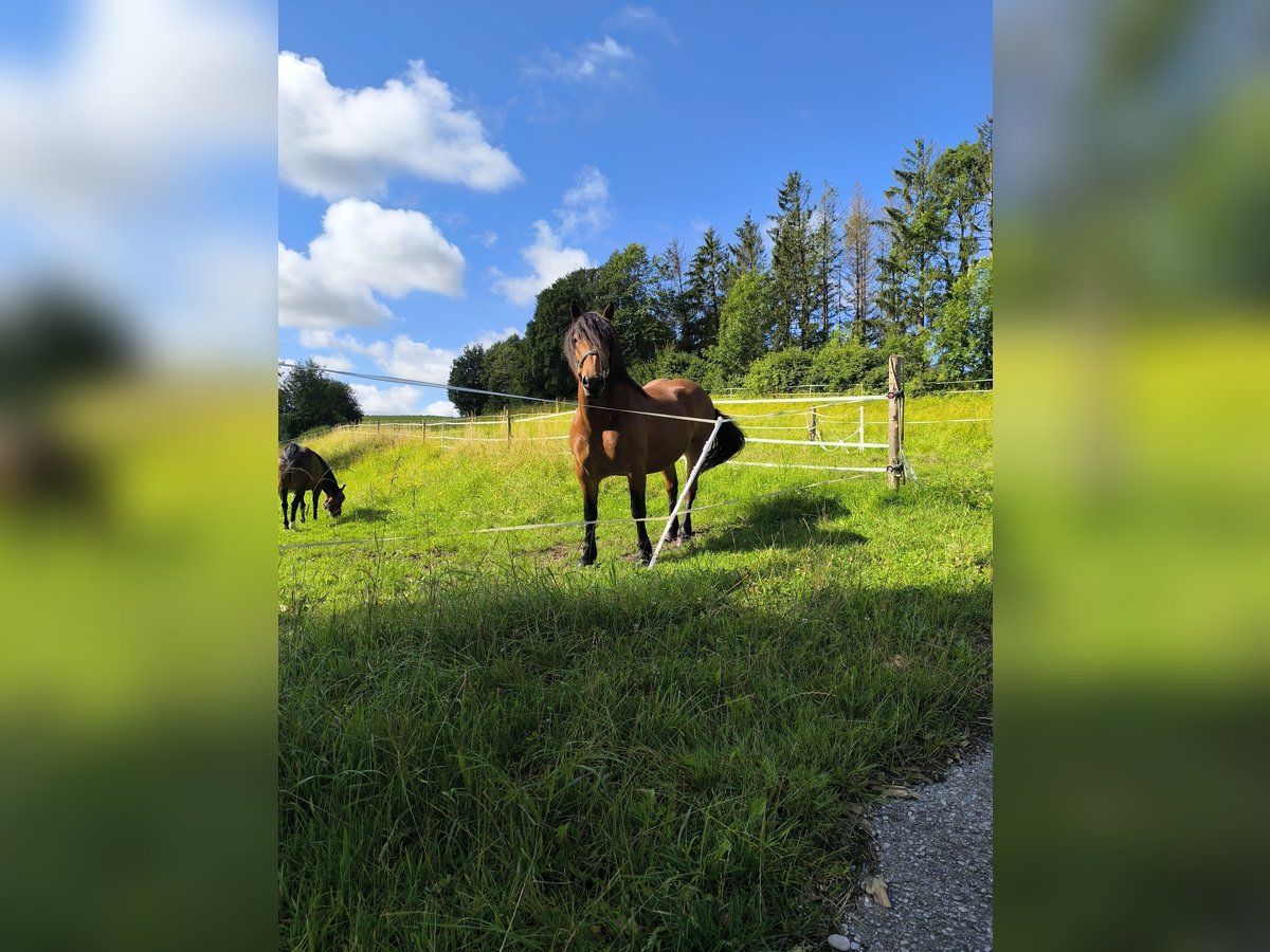 South German Coldblood Mare 7 years 15,2 hh Smoky-Black in Langerringen