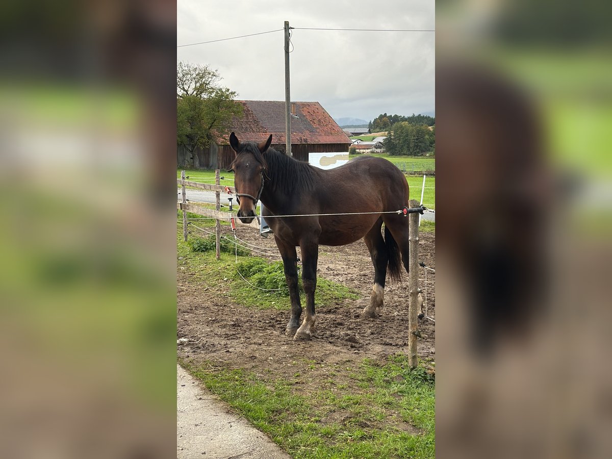 South German Coldblood Stallion 1 year 15 hh Brown in Furth im Wald