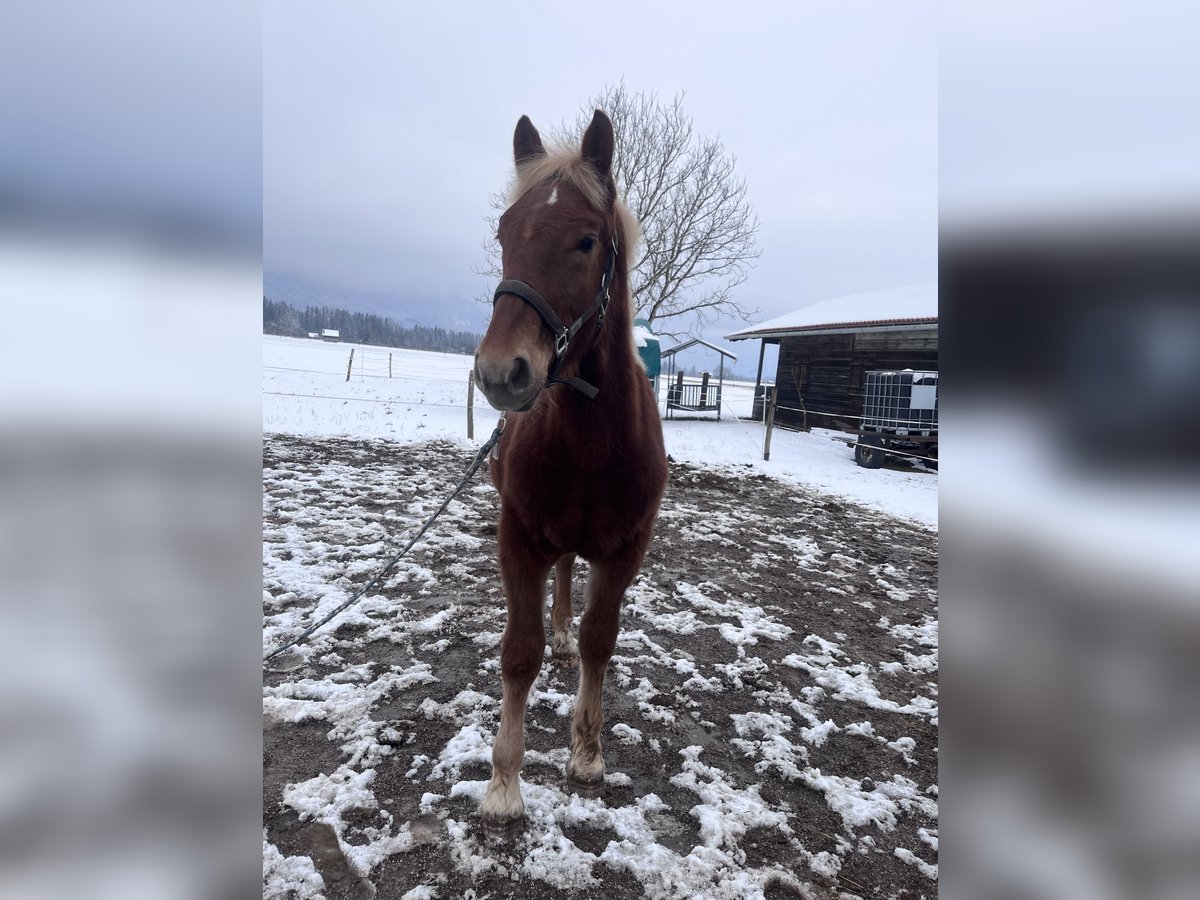 South German Coldblood Stallion 1 year Chestnut-Red in Ohlstadt