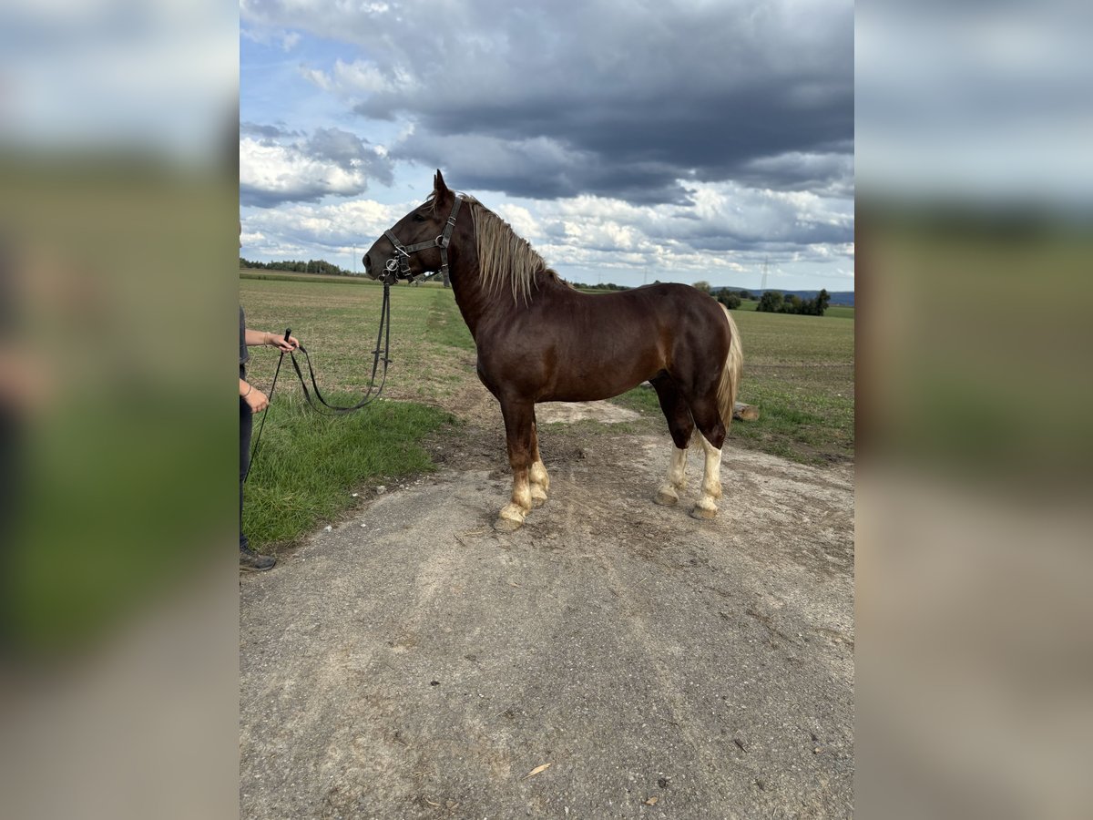 South German Coldblood Stallion 2 years 16 hh Chestnut in Utzstetten
