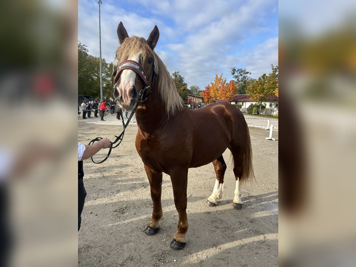South German Coldblood Stallion 2 years 16,1 hh Sorrel in Utzstetten