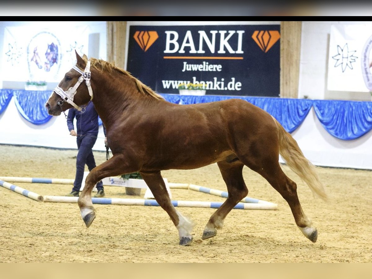 South German Coldblood Stallion 3 years 16,1 hh Sorrel in Hohenwarth