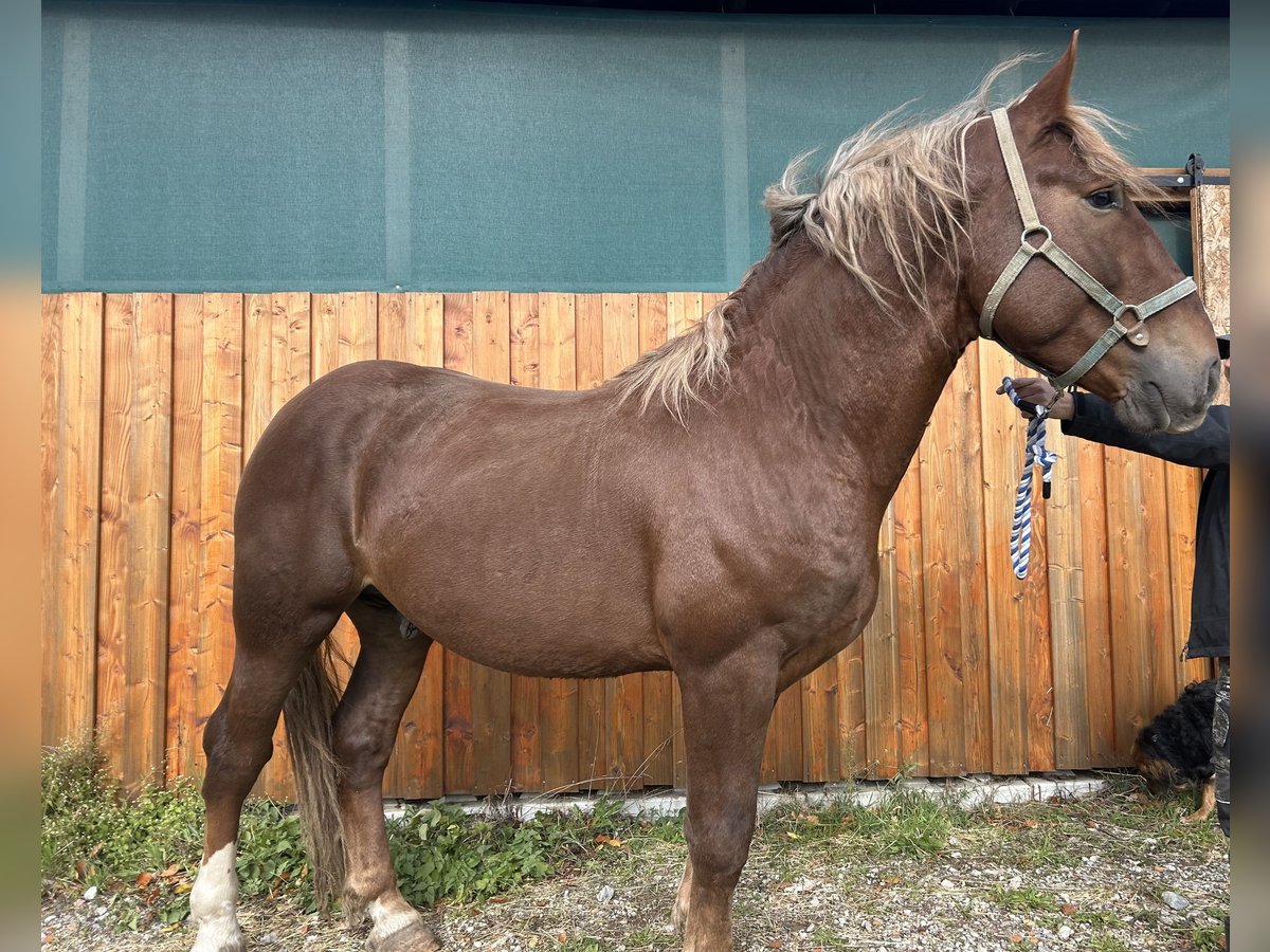 South German Coldblood Stallion Chestnut in TettnangTettnang