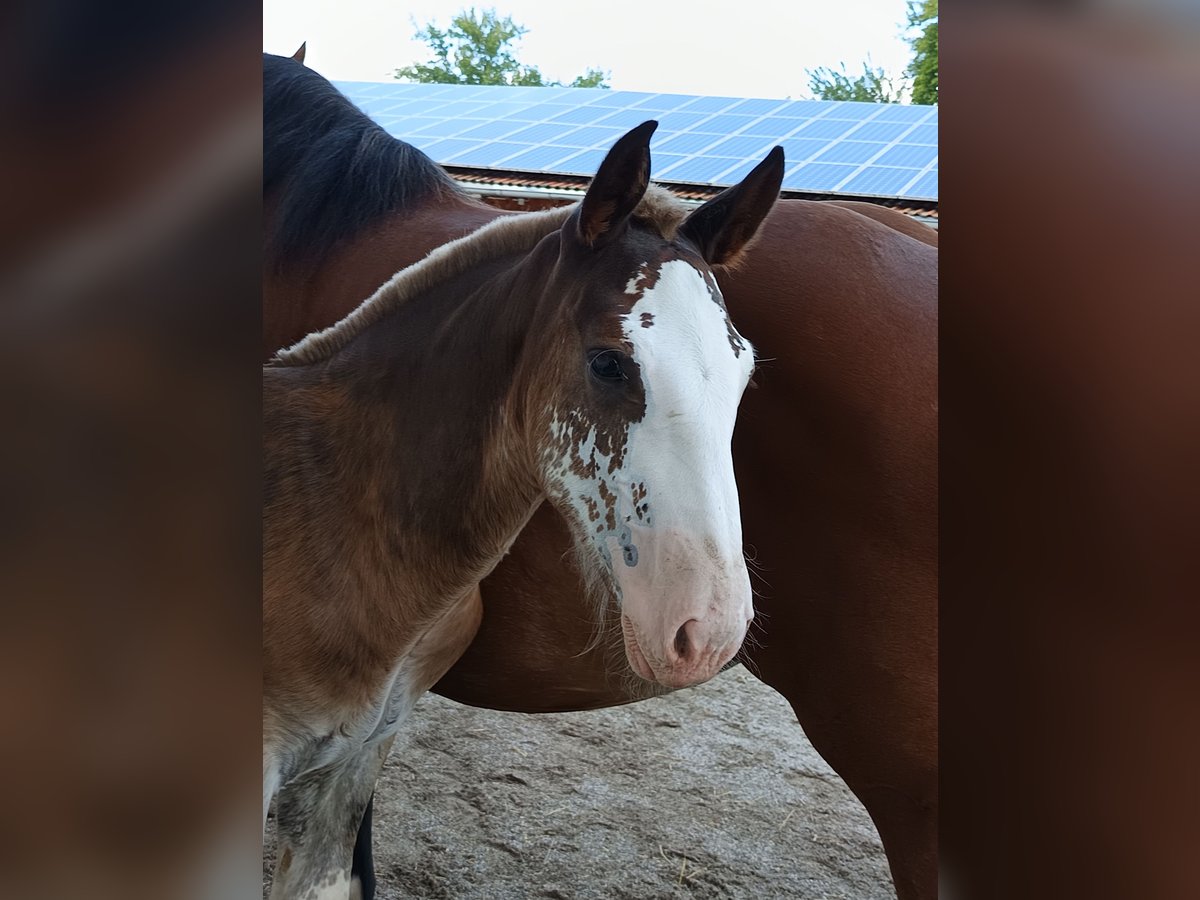 South German Coldblood Stallion Foal (04/2025) Chestnut in Traunstein
