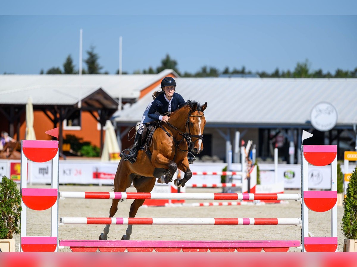 Słowacki koń gorącokrwisty Wałach 6 lat 160 cm Gniada in K&#xD3;RNIK