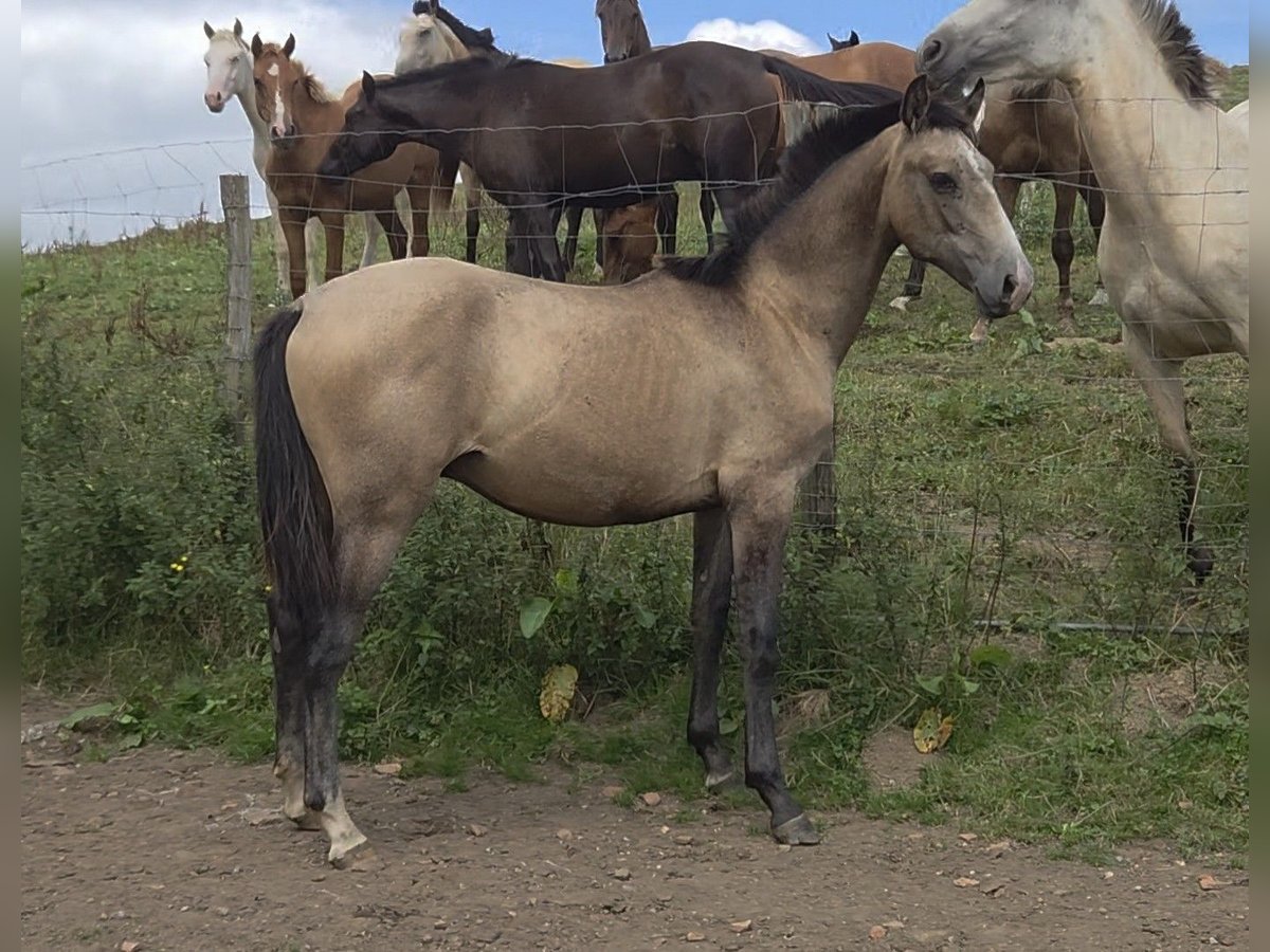 Spaans sportpaard Mix Hengst 1 Jaar Falbe in Salto Del Oso