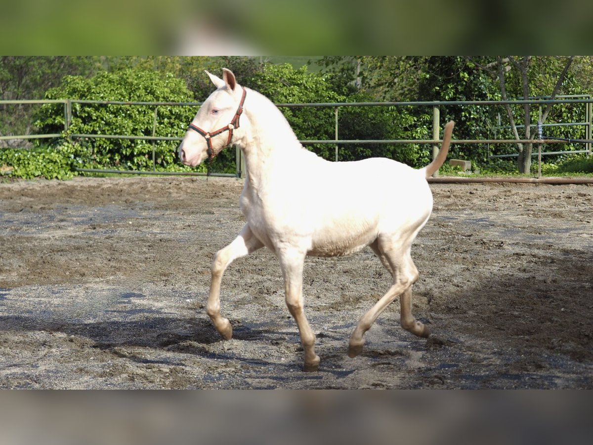 Spaans sportpaard Hengst 2 Jaar Pearl in NAVAS DEL MADRONO