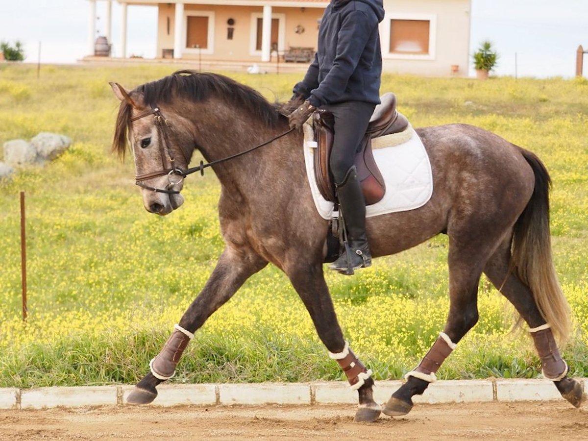 Spaans sportpaard Hengst 4 Jaar 160 cm Schimmel in NAVAS DEL MADRONO
