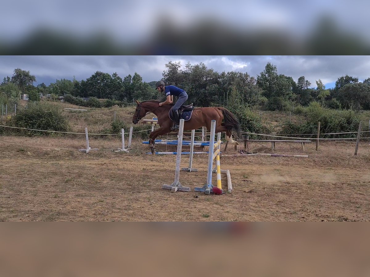 Spaans sportpaard Hengst 4 Jaar 166 cm Vos in Ponferrada