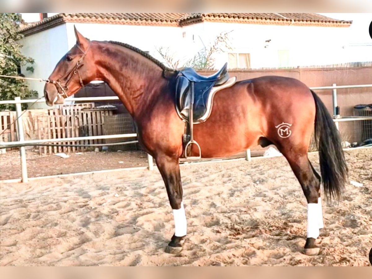 Spaans sportpaard Hengst 4 Jaar 172 cm Brauner in Conil de la Frontera
