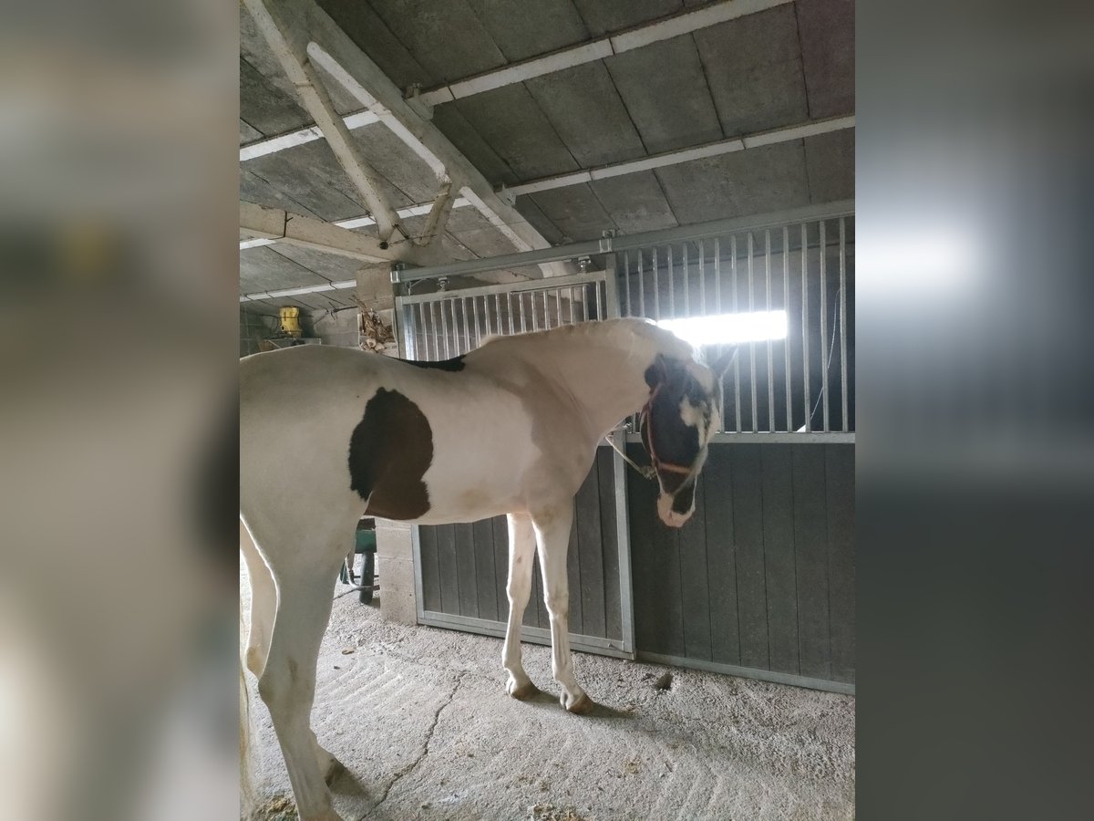 Spaans sportpaard Mix Hengst 6 Jaar 173 cm Gevlekt-paard in Aguilar De Segarra