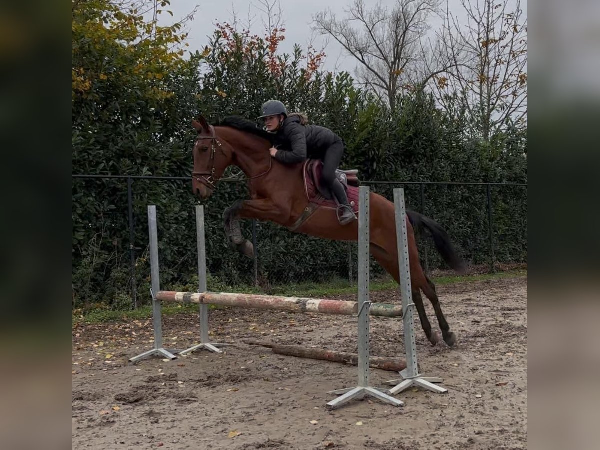 Spaans sportpaard Mix Merrie 11 Jaar 156 cm Donkerbruin in Hannut