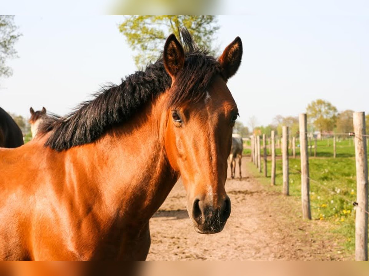 Spaans sportpaard Mix Merrie 12 Jaar 150 cm Bruin in Maldegem