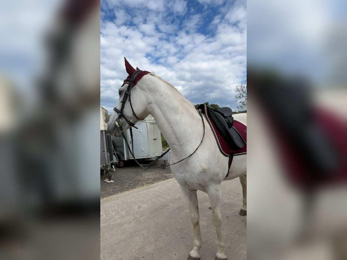 Spaans sportpaard Mix Merrie 12 Jaar 156 cm Schimmel in Welkenraedt