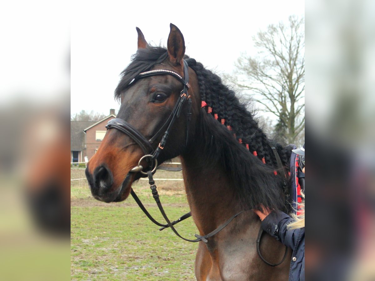 Spaans sportpaard Mix Merrie 13 Jaar 152 cm Brauner in Großheide