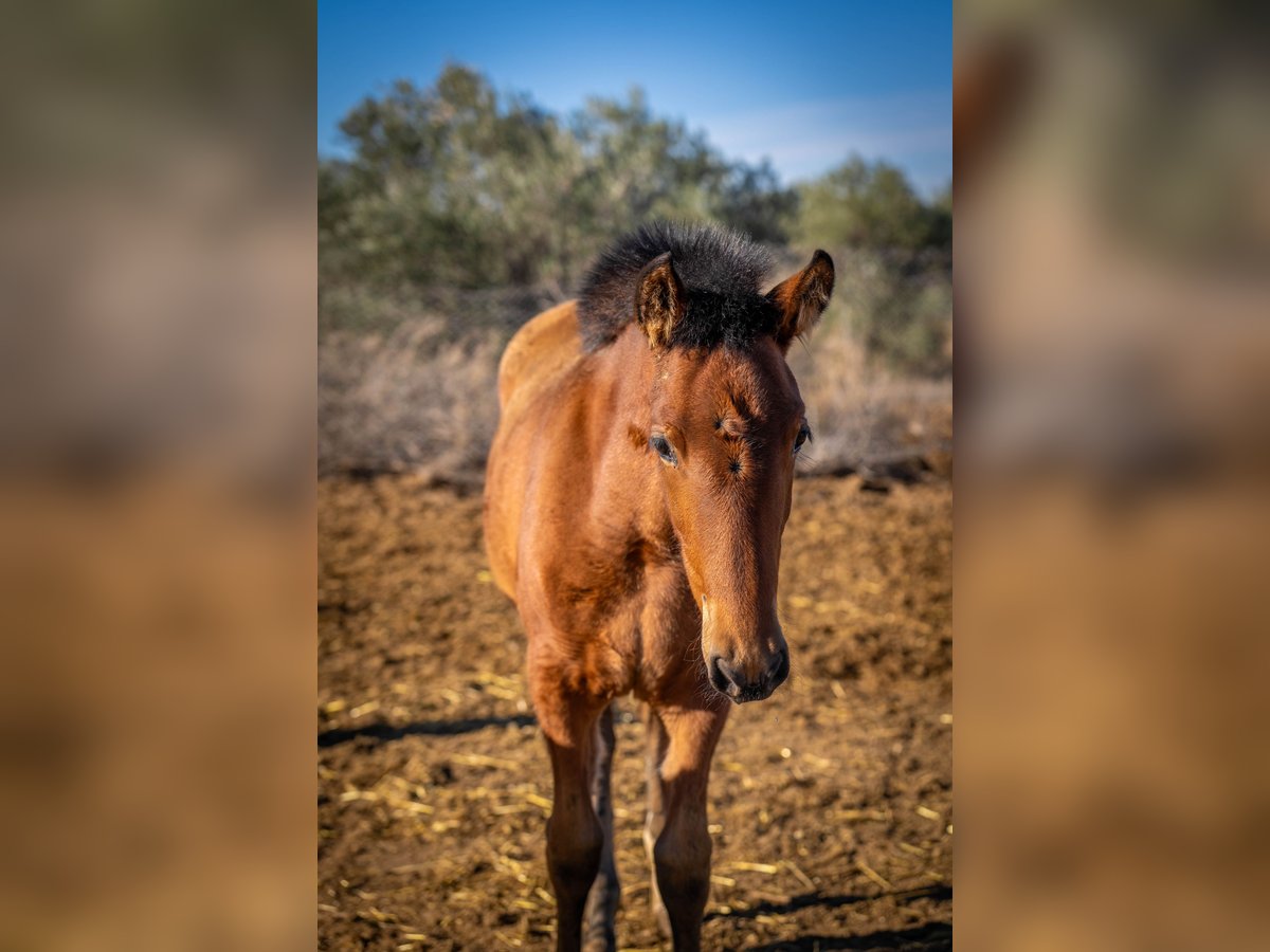 Spaans sportpaard Mix Merrie 1 Jaar 130 cm Bruin in Valencia