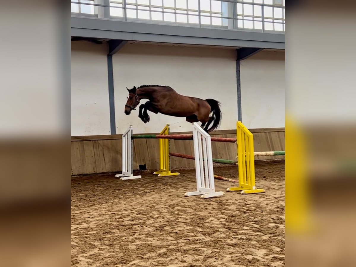 Spaans sportpaard Merrie 4 Jaar 172 cm Brauner in Aldea, La (Gijon)