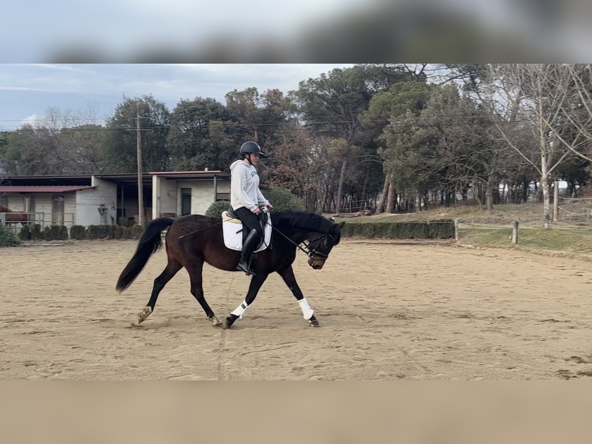 Spaans sportpaard Merrie 5 Jaar 153 cm Brauner in Calldetenes