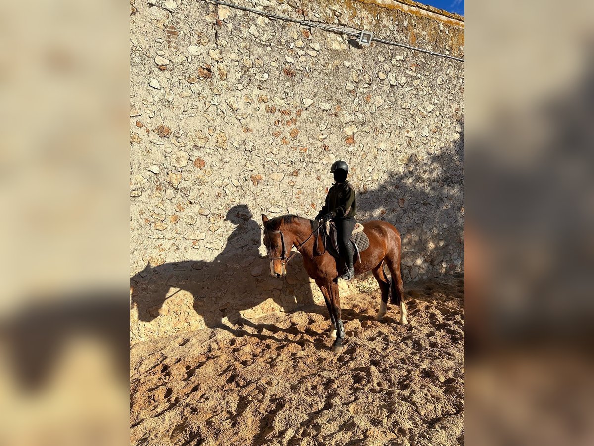 Spaans sportpaard Merrie 5 Jaar 165 cm Brauner in Nuevo Baztan