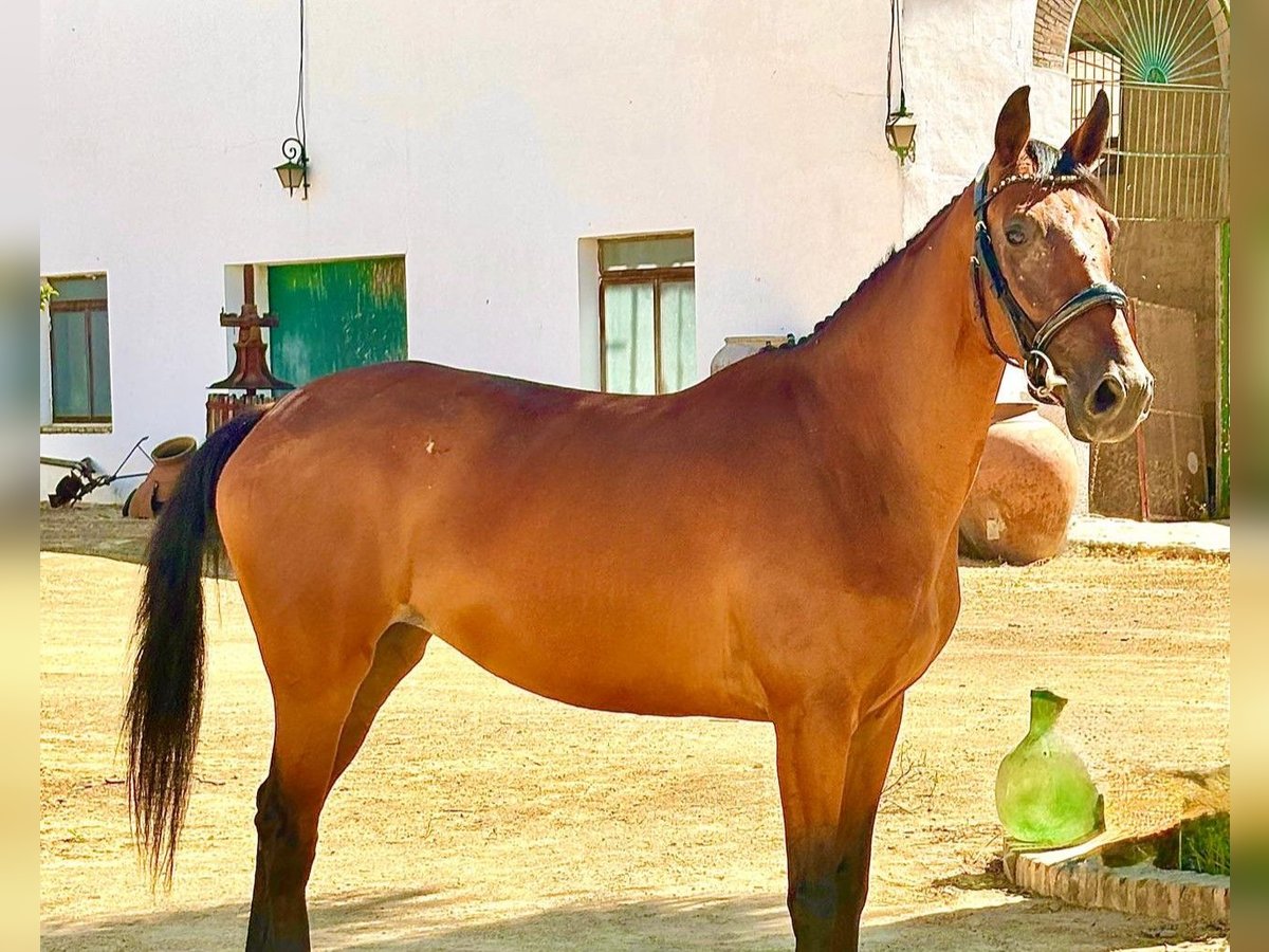 Spaans sportpaard Merrie 6 Jaar 158 cm Bruin in Dos Hermanas