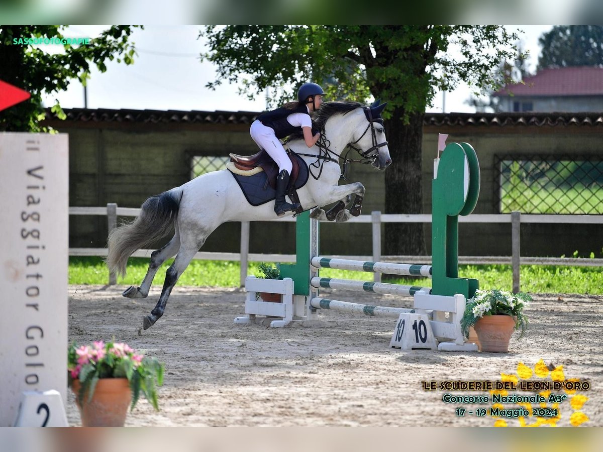 Spaans sportpaard Merrie 7 Jaar 152 cm Schimmel in Collecchio