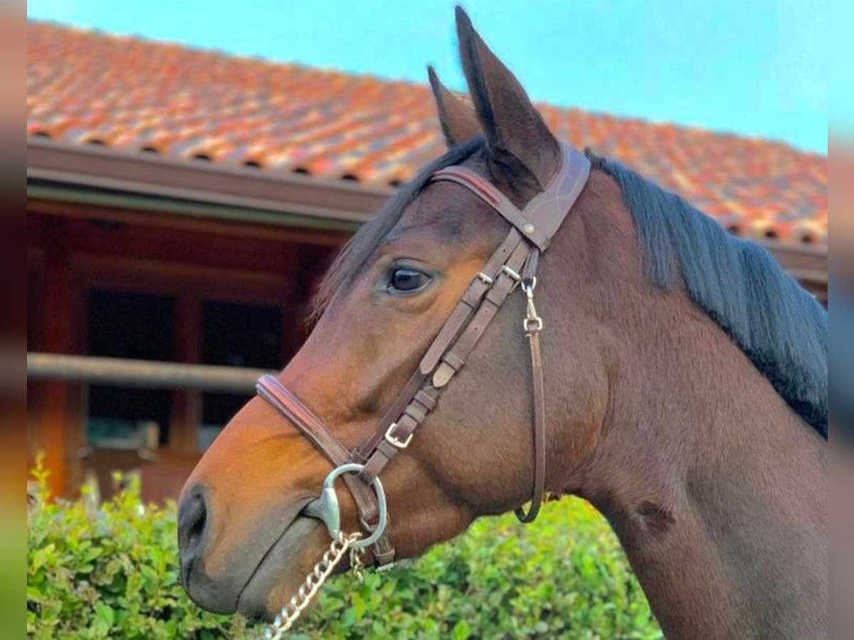 Spaans sportpaard Merrie 7 Jaar 164 cm Bruin in Madrid