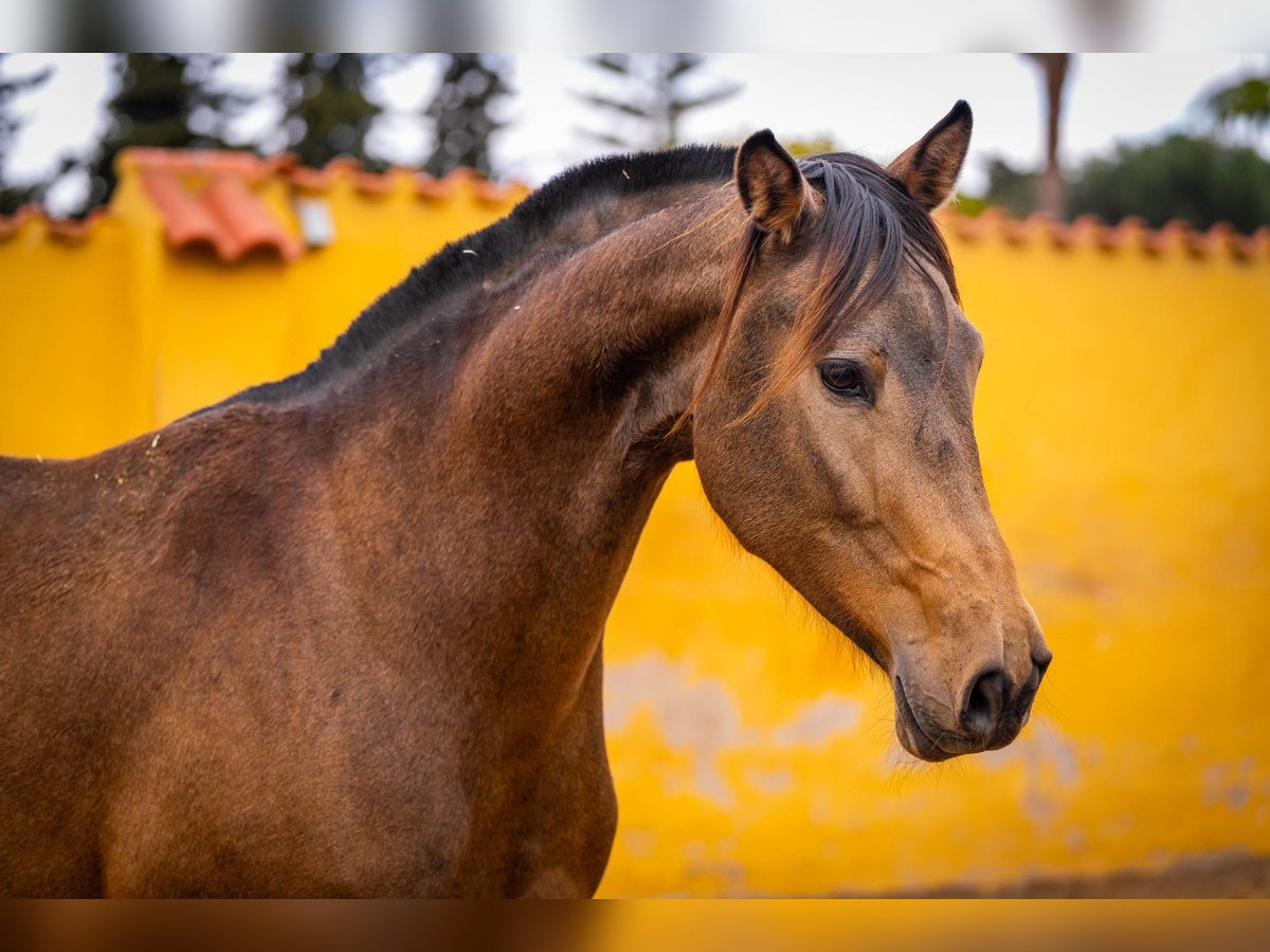 Spaans sportpaard Mix Merrie 8 Jaar 166 cm Buckskin in Valencia