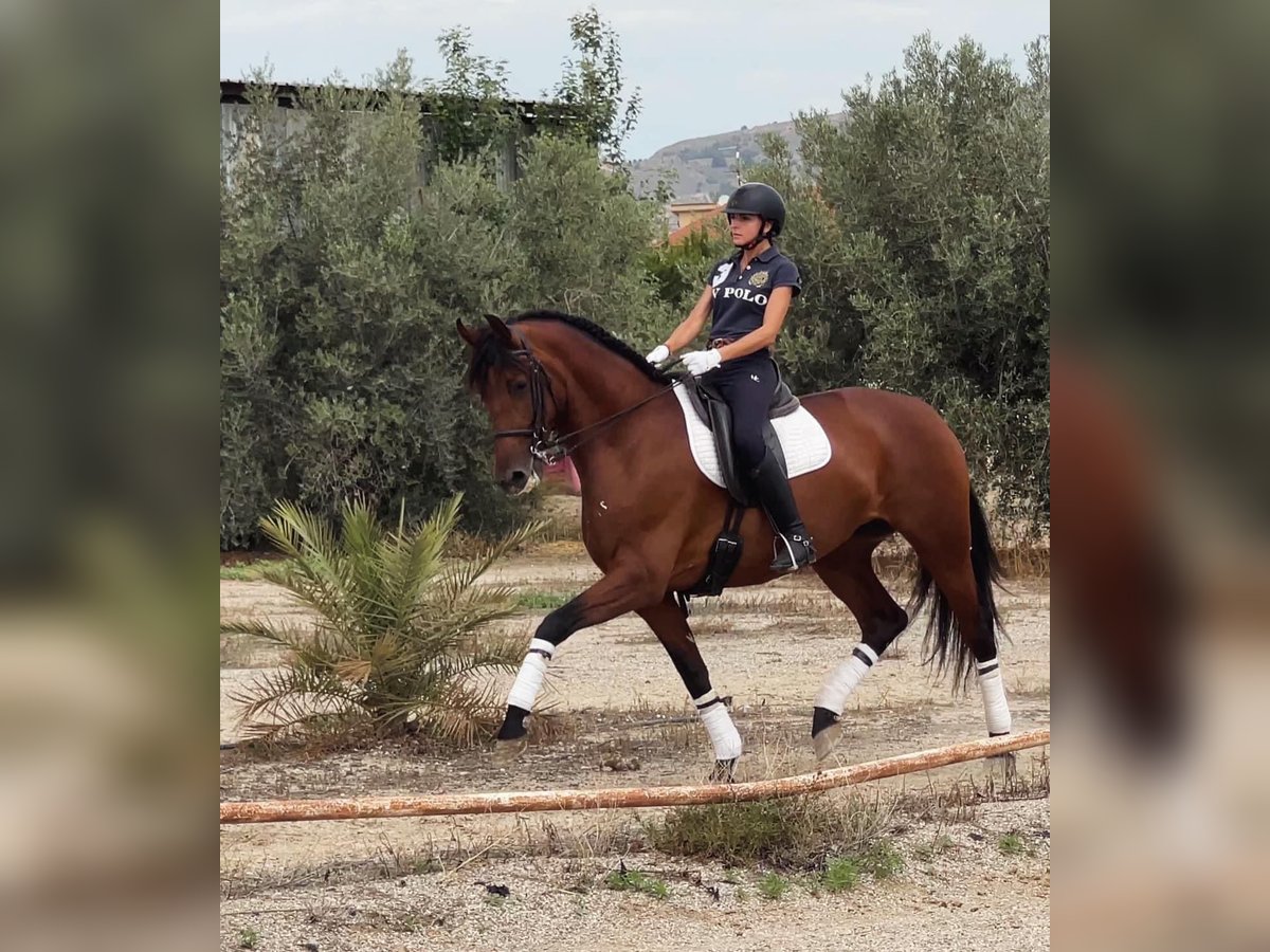 Spaans sportpaard Merrie 8 Jaar 172 cm Bruin in Lorca