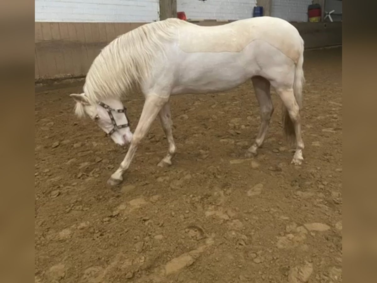 Spaans sportpaard Merrie 9 Jaar 162 cm Cremello in Hasbergen