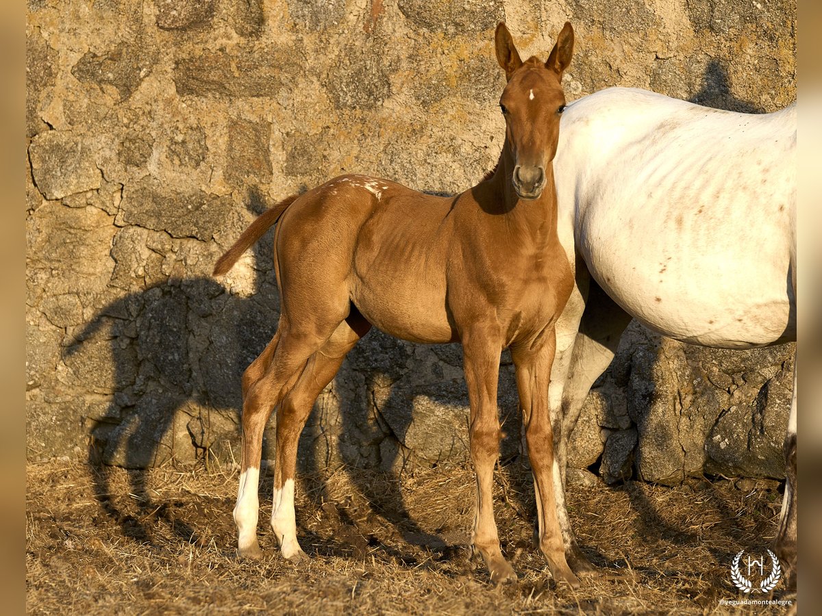 Spaans sportpaard Merrie veulen (05/2024) Appaloosa in Navalperal De Pinares