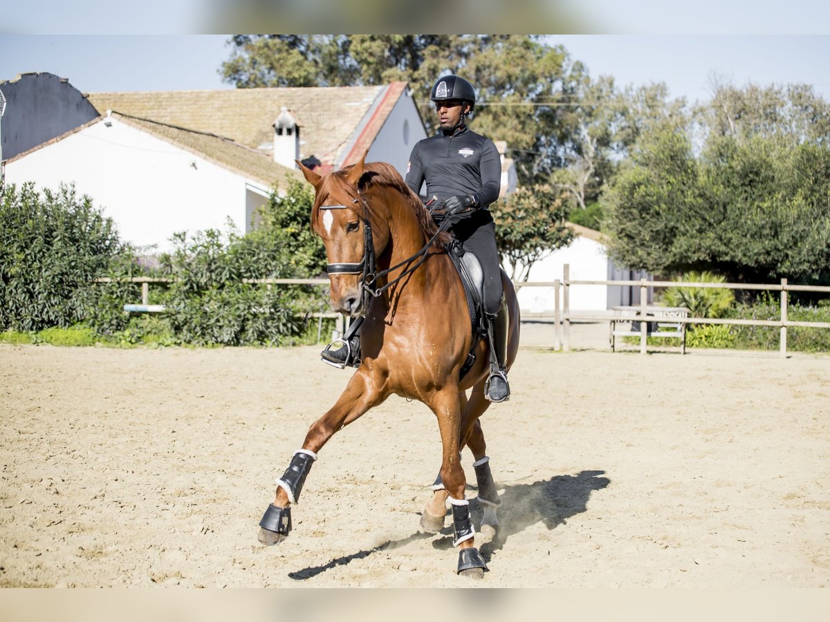 Spaans sportpaard Ruin 10 Jaar 182 cm Vos in Los Barrios