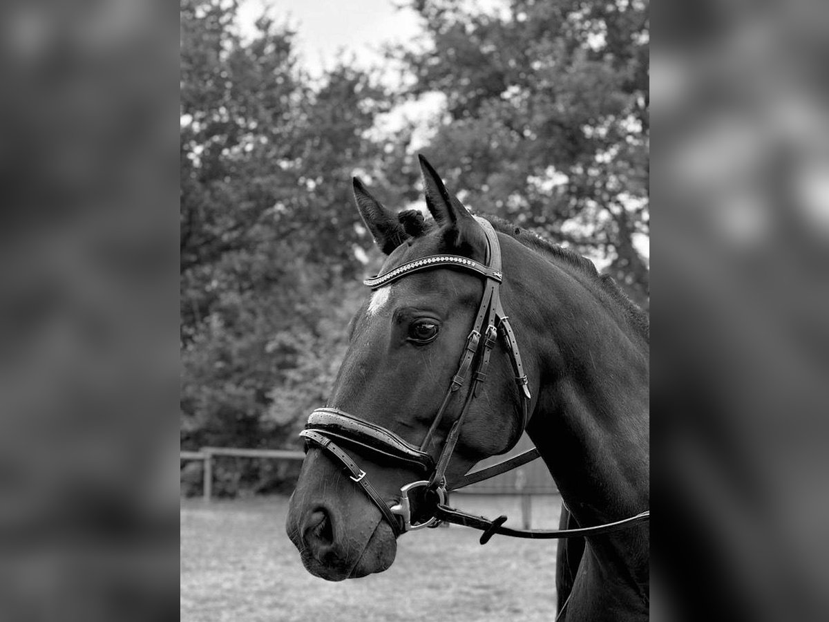 Spaans sportpaard Ruin 13 Jaar 155 cm Zwart in Hamburg Osdorf