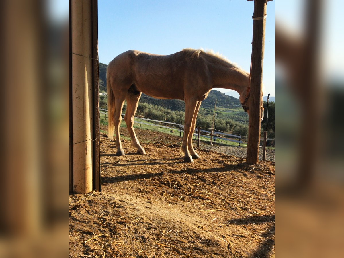 Spaans sportpaard Mix Ruin 3 Jaar 170 cm Palomino in Torremolinos