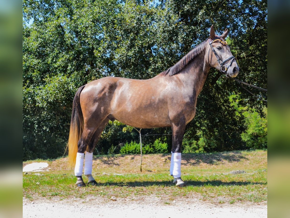 Spaans sportpaard Ruin 4 Jaar 158 cm Schimmel in El Moli