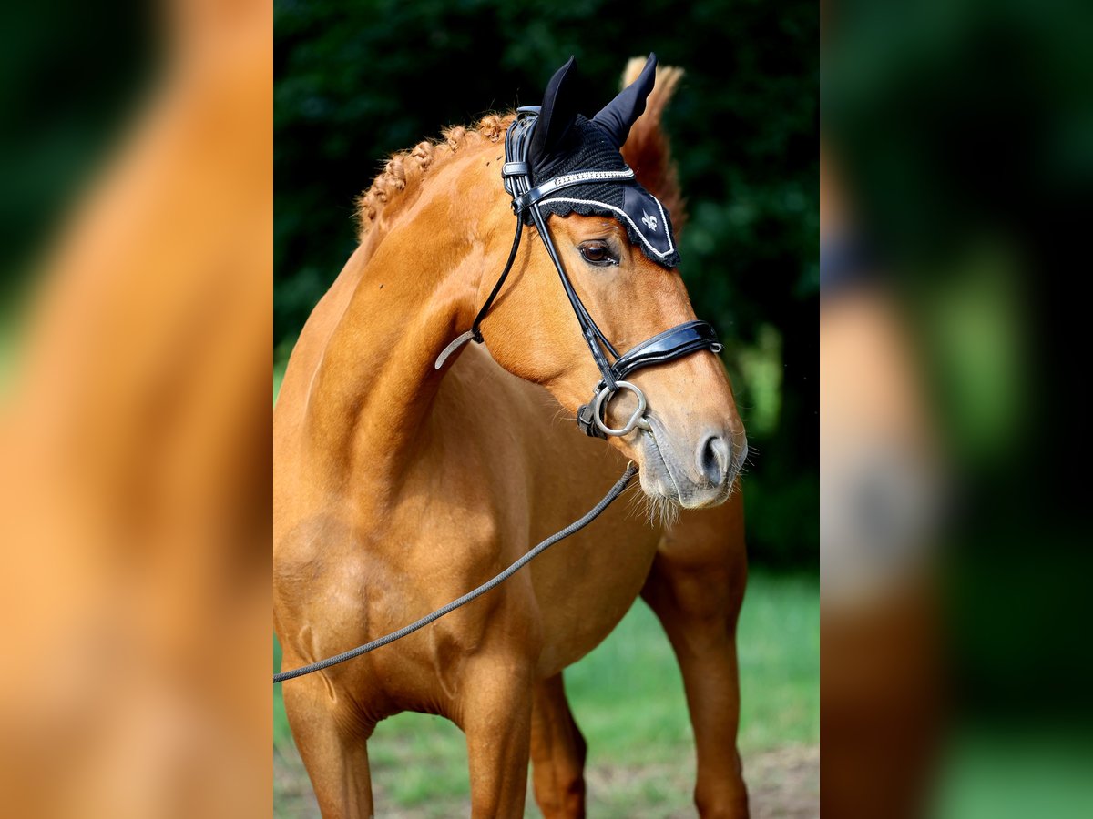 Spaans sportpaard Ruin 4 Jaar 160 cm Vos in Eickhof