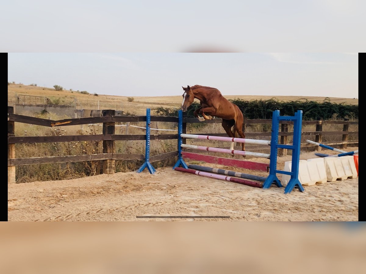 Spaans sportpaard Mix Ruin 4 Jaar 160 cm Vos in Salamanca