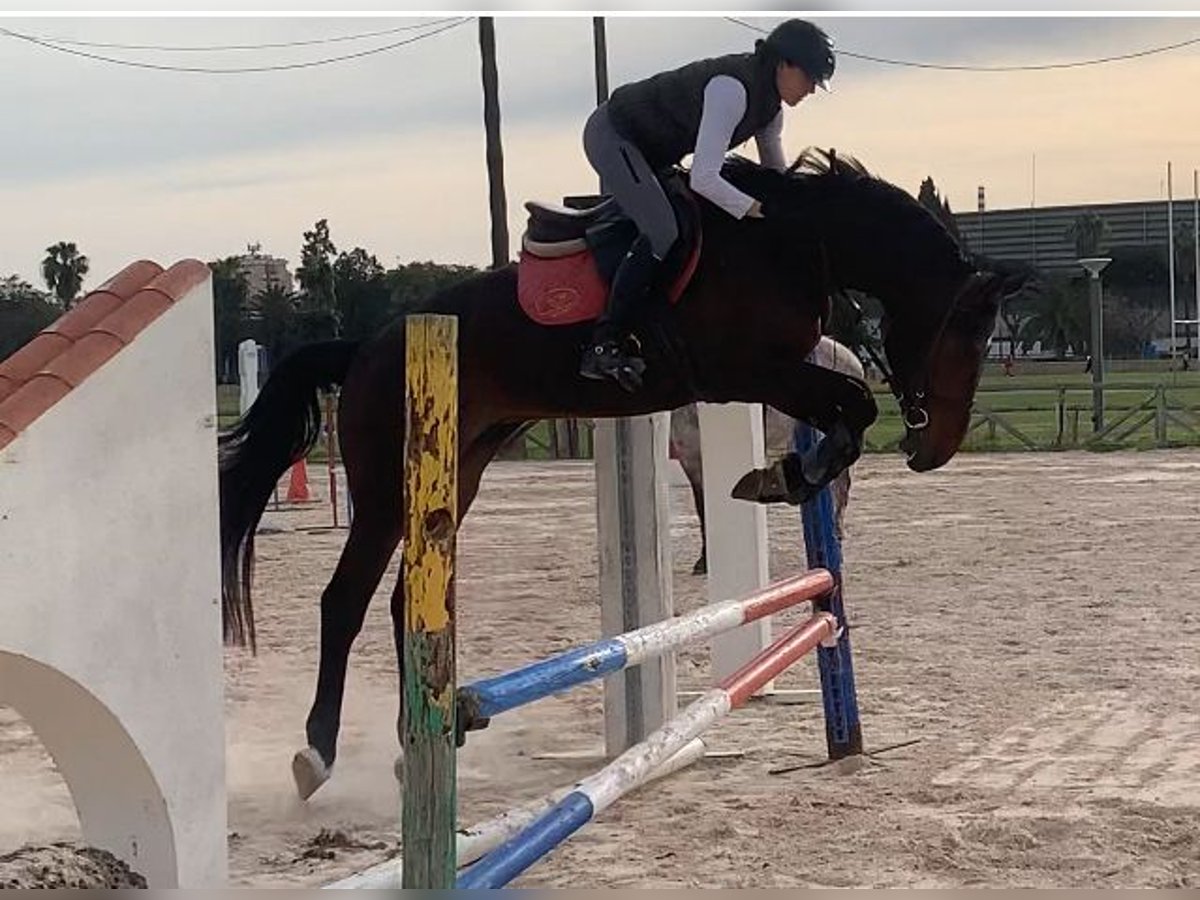 Spaans sportpaard Ruin 4 Jaar 165 cm Brauner in Jerez De La Frontera