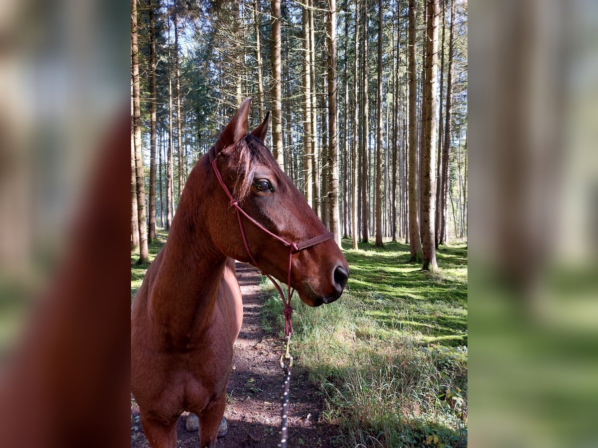 Spaans sportpaard Mix Ruin 5 Jaar 148 cm Brauner in Neumarkt-Sankt Veit